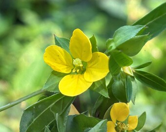 Ludwigia Alternifolia Seeds, 1000 Count, Seedbox Native Wetland Wildflower for Pond & Rain Gardens