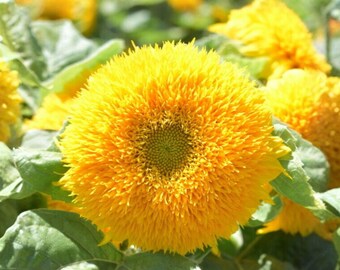 Sunflower Teddy Bear Dwarf Sungold Seeds, 15 Count, Double Bloom Sunflower for Garden & Containers