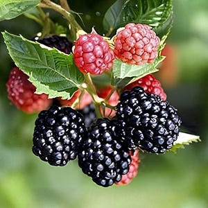 May include: A cluster of blackberries and raspberries hanging from a green stem with serrated leaves. The blackberries are dark, glossy, and textured, while the raspberries are smaller, lighter red, and have a bumpy, rounded surface structure.