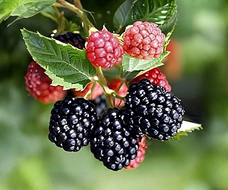 May include: A cluster of blackberries and raspberries hanging from a green stem with serrated leaves. The blackberries are dark, glossy, and textured, while the raspberries are smaller, lighter red, and have a bumpy, rounded surface structure.