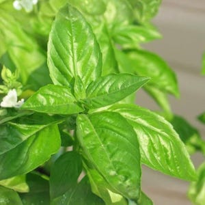 Lime Basil Seeds, 150 Count, Ocimum basilicum Culinary Herb Plant