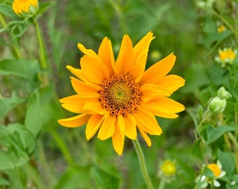 Early Sunflower Seeds, 100 Count, Heliopsis Helianthoides False Sunflower Native Perennial