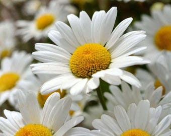 Shasta Daisy Seeds, 100 Count, Chrysanthemum Maximum Classic White Perennial Flower for Gardens