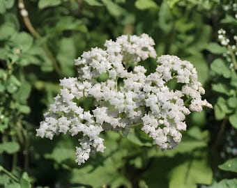 Wild Quinine Seeds, 25 Count, Parthenium Integrifolium Native Pollinator Wildflower