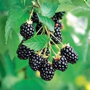 May include: A cluster of ripe, dark purple blackberries hanging from a green stem. The fruit features a bumpy, segmented texture and is surrounded by several serrated, bright green leaves that provide a natural contrast to the dark berries.