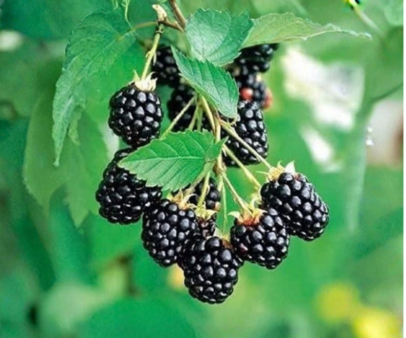 May include: A cluster of ripe, dark purple blackberries hanging from a green stem. The fruit features a bumpy, segmented texture and is surrounded by several serrated, bright green leaves that provide a natural contrast to the dark berries.