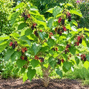 May include: A small mulberry tree with a light brown trunk and numerous green, serrated leaves. The branches are heavily laden with clusters of elongated berries in various stages of ripening, transitioning from bright red to deep, dark purple.