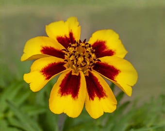 Dainty Marietta French Marigold Seeds, 100 Count, Tagetes Patula Yellow Red Annual Flowers