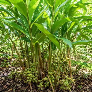 May include: A vibrant green cardamom plant featuring long, slender, upright leaves and clusters of small, round, light green seed pods growing near the base of the stalks, emerging directly from the dark, textured soil in a natural environment.