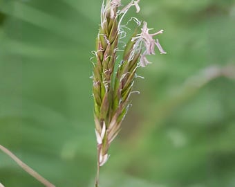 Sweet Vernal Grass Seeds, 300 Count, Anthoxanthum Odoratum Fragrant Ornamental Meadow Grass