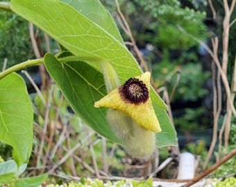 Aristolochia Tomentosa Seeds, 10 Count, Woolly Dutchman’s Pipevine Native Climbing Vine