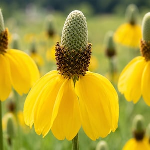 May include: A Mexican hat flower featuring a tall, cone-shaped central disk with a textured, pale green top and a dark brown base, surrounded by drooping, bright yellow petals on a slender green stem in a field of similar flowers.