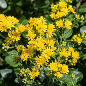 Stiff Goldenrod 700 Seeds – Oligoneuron rigidum Native Wildflower Seeds