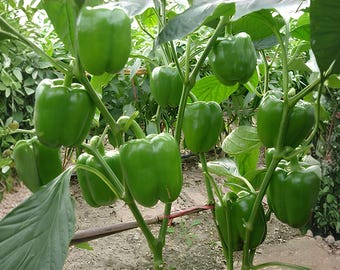 California Wonder 300 Sweet Bell Pepper Seeds, 25 Count, Heirloom Vegetable Garden Pepper