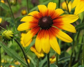Gloriosa Daisy Seeds, 250 Count, Rudbeckia Hirta Gloriosa Colorful Wildflower for Pollinator Gardens