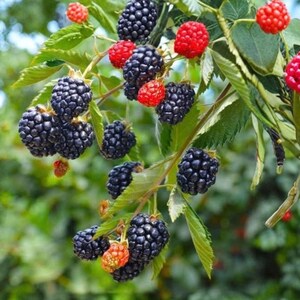 May include: A cluster of blackberries and raspberries growing on a green leafy vine. The blackberries are dark purple and black, while the raspberries are bright red. The fruit is shown in various stages of ripeness, hanging from thin stems.