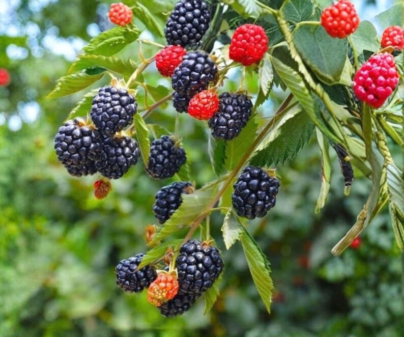 May include: A cluster of blackberries and raspberries growing on a green leafy vine. The blackberries are dark purple and black, while the raspberries are bright red. The fruit is shown in various stages of ripeness, hanging from thin stems.