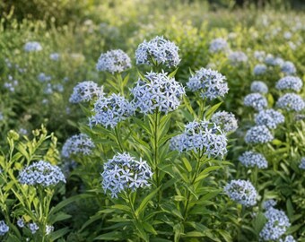 Eastern Bluestar Seeds, 10 Count, Amsonia Tabernaemontana Native Perennial Wildflower
