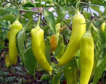 Sweet Banana Pepper Seeds, Heirloom Vegetable Garden, Mild Flavor, 25 Count