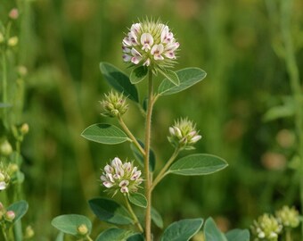 Roundhead Bush Clover Seeds, 30 Count, Lespedeza Capitata Native Prairie Wildflower