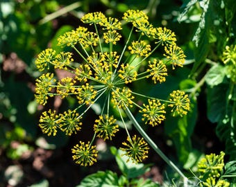 Dill Bouquet Seeds, 400 Count, Anethum Graveolens Culinary Herb for Garden & Pickling