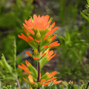 May include: A vibrant Indian paintbrush wildflower featuring a central stalk with bright orange, petal-like bracts that transition into light green at the base. The plant has a dark, slender stem and is surrounded by green foliage in a natural setting.