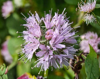 Virginia Waterleaf Seeds, 10 Count, Hydrophyllum Virginianum Native Woodland Wildflower