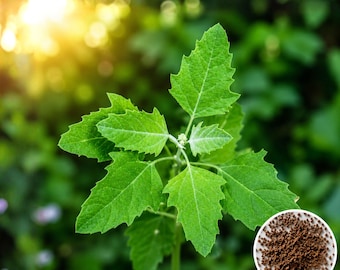 Lambsquarters Seeds (Goosefoot / Wild Spinach), 500+ Seeds, Edible Greens for Garden