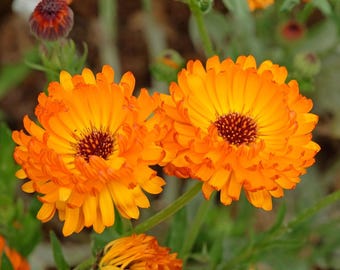 Calendula Pacific Beauty Orange Seeds, 100 Count Annual Flower