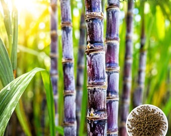 Sugar Cane Seeds, 150 Count, Tall Grass for Garden Growing and Syrup Use