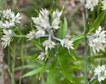 Sweet Everlasting Seeds, 400 Count, Pseudognaphalium Obtusifolium Native Wildflower