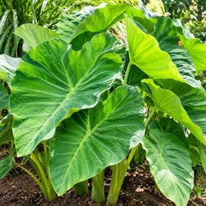 May include: A lush Colocasia esculenta plant, commonly known as elephant ear, featuring large, heart-shaped, vibrant green leaves with prominent veins. The plant has multiple thick, light green stems emerging from the dark soil base.