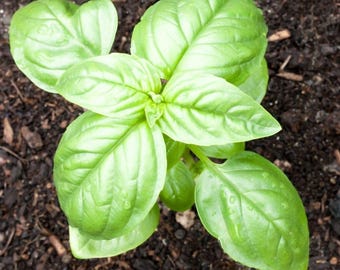 Genovese Basil Seeds, 400 Count, Sweet Italian Herb Seeds for Kitchen & Garden