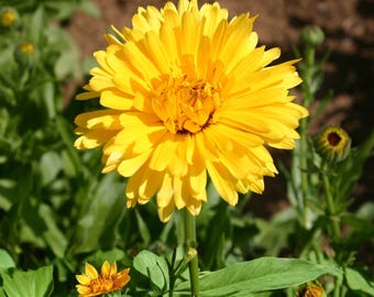 Calendula Pacific Beauty Dark Yellow Seeds, 100 Count, Calendula Officinalis Annual Flower
