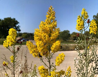 Showy Goldenrod Seeds, 100 Count, Solidago Speciosa Native Wildflower for Pollinator Gardens