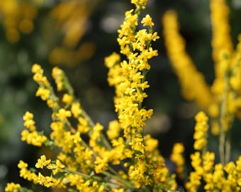 Elmleaf Goldenrod Seeds, 100 Count, Solidago Ulmifolia Native Pollinator Wildflower