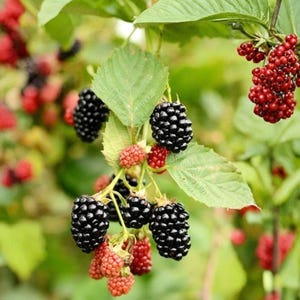 May include: A cluster of blackberries hanging from a green leafy vine, showing a mix of ripe black berries and unripe red berries. The fruit is textured with small drupelets, and the stems are thin and light green, set against a blurred background.