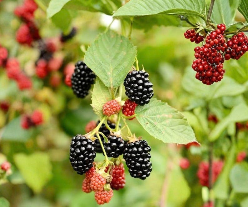 May include: A cluster of blackberries hanging from a green leafy vine, showing a mix of ripe black berries and unripe red berries. The fruit is textured with small drupelets, and the stems are thin and light green, set against a blurred background.