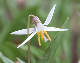 White Trout Lily Seeds, 5 Count, Erythronium Albidum Native Woodland Wildflower