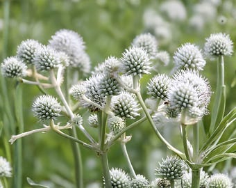 Rattlesnake Master Seeds, 100 Count, Eryngium Yuccifolium Native Prairie Wildflower