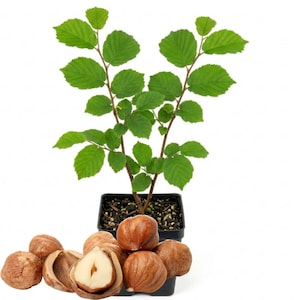 May include: A young hazelnut tree with vibrant green, serrated leaves planted in a black square plastic pot, accompanied by a cluster of brown, round hazelnuts in the foreground, including one split open to reveal the pale, creamy interior nut.