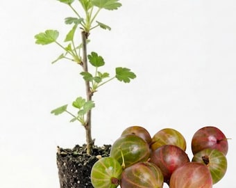 Pixwell Gooseberry Live Plant 4-8 Inch - Red Purple Gooseberry Bush, No Pot in Soil