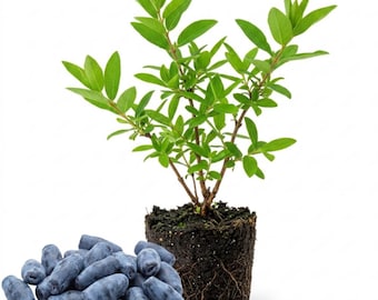 Honeyberry Haskap Live Plant, 4-8 Inch Edible Berry Shrub, Cold Hardy Starter