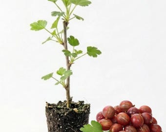 Jeanne Gooseberry Plant 4-8 Inch - Thornless Gooseberry Bush Starter Plant, Bare Root No Pot