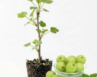Sweet Gooseberry Live Plant 4-8 Inch, Edible Hardy Berry Bush Starter Plant, No Pot in Soil
