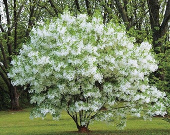 Chinese Fringe Tree - Quart Pot, 6-10 Inch Tall - Flowering Ornamental Tree Starter