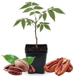 May include: A young pecan tree sapling with green compound leaves planted in a square black plastic nursery pot, accompanied by a cluster of whole and shelled brown pecan nuts with two green leaves positioned at the base of the container.