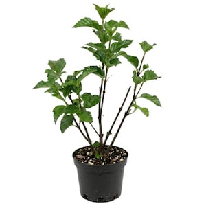 May include: A young green shrub with serrated leaves growing in a black plastic nursery pot. The plant has multiple thin, dark brown stems extending upward from the soil, which is visible at the top of the container against a white background.