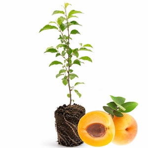 May include: An apricot tree sapling with exposed roots and soil, alongside two ripe apricots. One apricot is halved, revealing the pit. The tree has green leaves and a slender trunk. The apricots are a vibrant orange color.