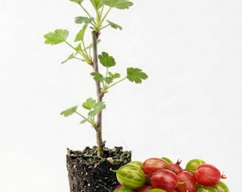 Red Gooseberry Live Plant 4-8 Inch, Edible Berry Bush Starter Plant, No Pot in Soil